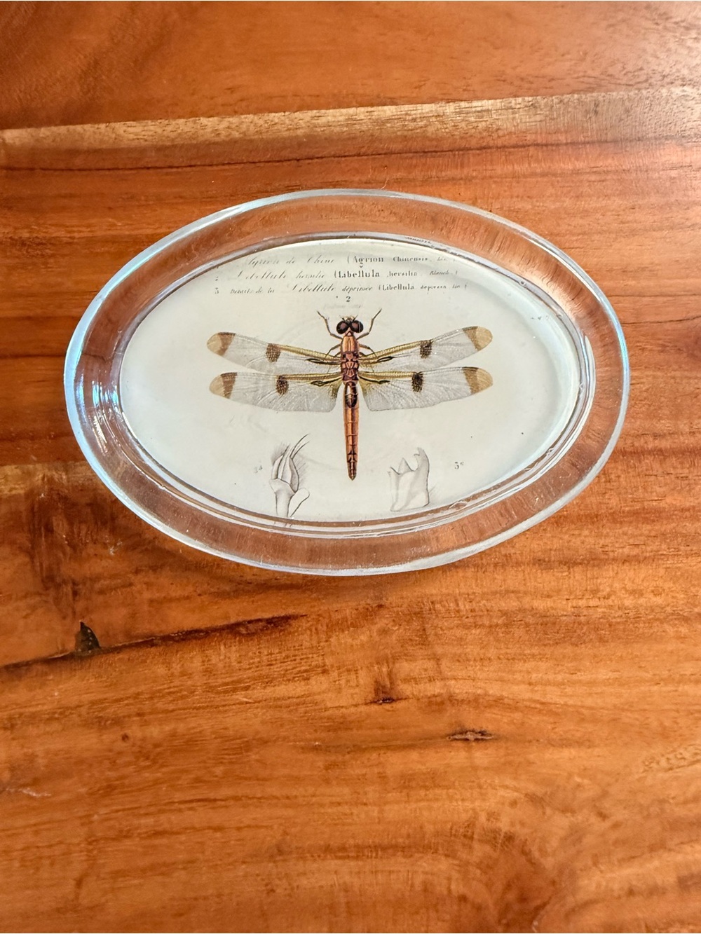 Clear Oval Glass Paperweight with Dragonfly Illustration